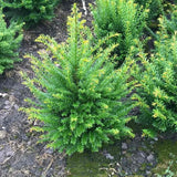 Bild von Heimische Eibe im Onlineshop von Bohlken Pflanzenversand GbR