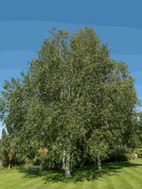 Bild von Himalajabirke im Onlineshop von Bohlken Pflanzenversand GbR