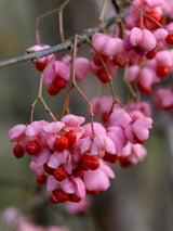 Bild von Himalaya-Spindelstrauch im Onlineshop von Bohlken Pflanzenversand GbR