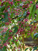 Bild von Himalaya-Spindelstrauch im Onlineshop von Bohlken Pflanzenversand GbR