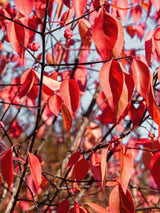 Bild von Himalaya-Spindelstrauch im Onlineshop von Bohlken Pflanzenversand GbR