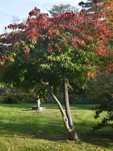 Bild von Himalaya-Spindelstrauch im Onlineshop von Bohlken Pflanzenversand GbR