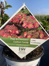 Bild von Hortensie 'Cotton Candy' ® im Onlineshop von Bohlken Pflanzenversand GbR