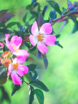 Bild von Hundsrose im Onlineshop von Bohlken Pflanzenversand GbR