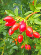 Bild von Hundsrose im Onlineshop von Bohlken Pflanzenversand GbR