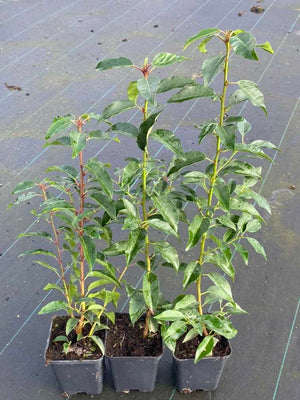 Portugiesischer Kirschlorbeer 'Angustifolia'
