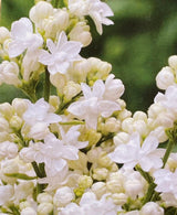 Syringa vulgaris 'Mme Lemoine', Edelflieder 'Mme Lemoine' im Onlineshop der Bohlken Baumschulen