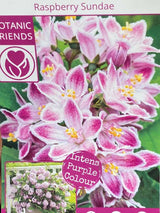 Deutzie 'Raspberry Sundae' ®