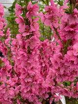 Zwerg-Nektarine, Prunus persica 'Nectarella' ® kaufen im Online-Sop der Bohlken Baumschulen