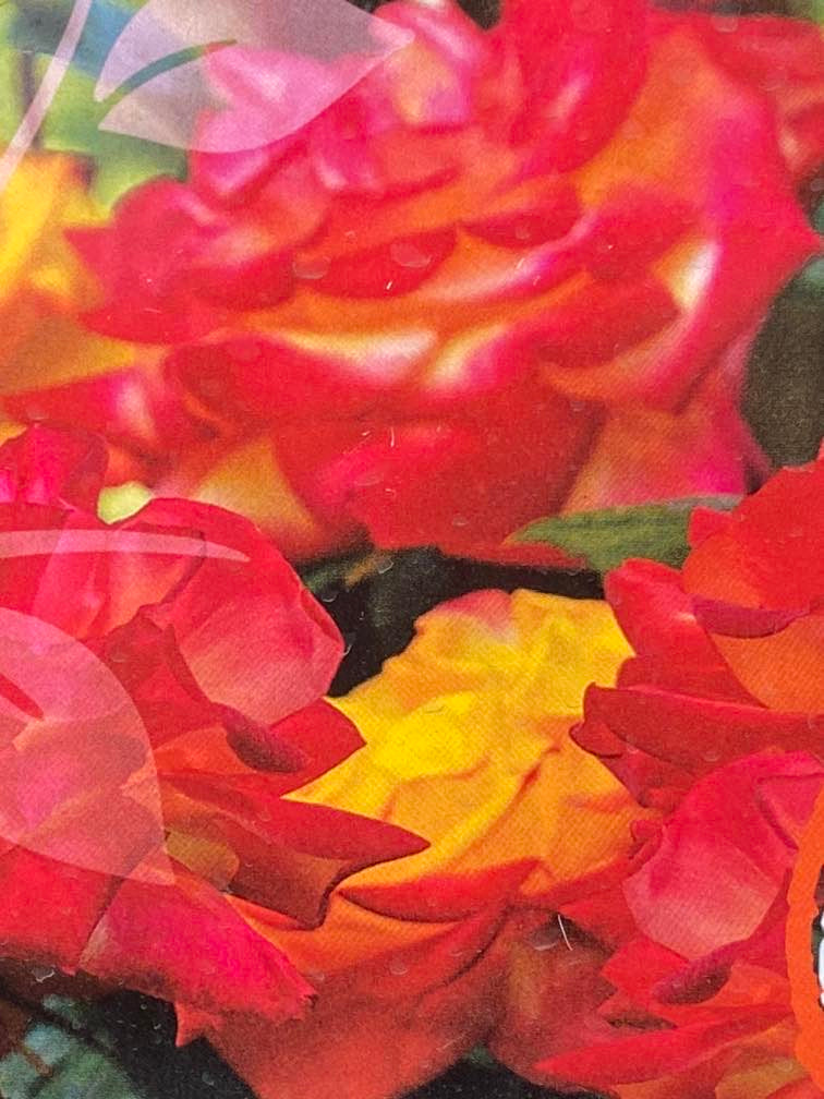 Jetzt Edelrose 'Planters Punch'  online kaufen bei Bohlken Pflanzenversand   Bohlken Pflanzenversand GbR