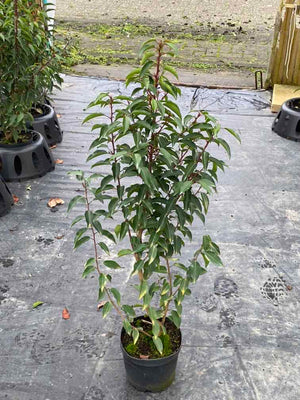 Portugiesischer Kirschlorbeer 'Angustifolia'