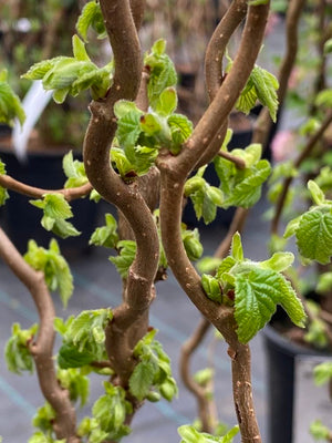 Korkenzieherhasel, Haselnuss, Corylus avellana 'Twister' kaufen im Online-Shop der Bohlken Baumschulen