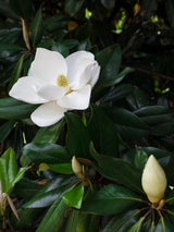 Bild von Immergrüne Magnolie 'Kay Parris' im Onlineshop von Bohlken Pflanzenversand GbR