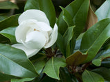 Bild von Immergrüne Magnolie 'Kay Parris' im Onlineshop von Bohlken Pflanzenversand GbR