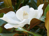Bild von Immergrüne Magnolie 'Kay Parris' im Onlineshop von Bohlken Pflanzenversand GbR