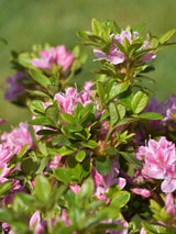 Bild von Japanische Azalee 'Kermesina Rose' im Onlineshop von Bohlken Pflanzenversand GbR