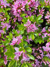 Bild von Japanische Azalee 'Kermesina Rose' im Onlineshop von Bohlken Pflanzenversand GbR