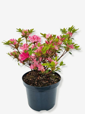 Bild von Japanische Azalee 'Kermesina Rose' im Onlineshop von Bohlken Pflanzenversand GbR