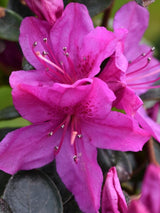 Bild von Japanische Azalee 'Lady Dark' ® im Onlineshop von Bohlken Pflanzenversand GbR
