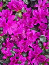Bild von Japanische Azalee 'Lady Dark' ® im Onlineshop von Bohlken Pflanzenversand GbR