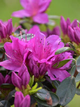 Bild von Japanische Azalee 'Lady Dark' ® im Onlineshop von Bohlken Pflanzenversand GbR