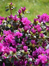 Bild von Japanische Azalee 'Lady Dark' ® im Onlineshop von Bohlken Pflanzenversand GbR