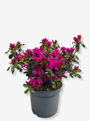 Bild von Japanische Azalee 'Lady Dark' ® im Onlineshop von Bohlken Pflanzenversand GbR