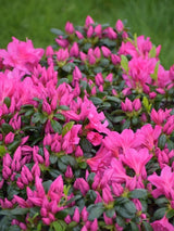 Bild von Japanische Azalee 'Melina' im Onlineshop von Bohlken Pflanzenversand GbR