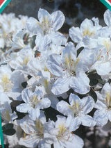 Bild von Japanische Azalee 'Schneeperle' ® im Onlineshop von Bohlken Pflanzenversand GbR