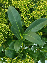 Bild von Japanische Blütenskimmie 'Finchy' im Onlineshop von Bohlken Pflanzenversand GbR