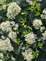 Bild von Japanische Blütenskimmie 'Finchy' im Onlineshop von Bohlken Pflanzenversand GbR