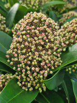 Bild von Japanische Blütenskimmie 'Fragrant Cloud' im Onlineshop von Bohlken Pflanzenversand GbR