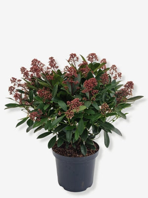 Bild von Japanische Blütenskimmie 'Rubella' im Onlineshop von Bohlken Pflanzenversand GbR