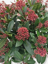 Bild von Japanische Blütenskimmie 'Rubella' im Onlineshop von Bohlken Pflanzenversand GbR