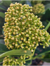 Bild von Japanische Blütenskimmie 'White Globe' im Onlineshop von Bohlken Pflanzenversand GbR