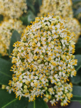 Bild von Japanische Blütenskimmie 'White Globe' im Onlineshop von Bohlken Pflanzenversand GbR