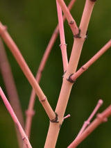 Bild von Japanischer Ahorn 'Bi Hoo' im Onlineshop von Bohlken Pflanzenversand GbR