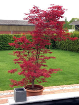 Bild von Japanischer Ahorn 'Bloodgood' im Onlineshop von Bohlken Pflanzenversand GbR