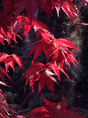 Bild von Japanischer Ahorn 'Bloodgood' im Onlineshop von Bohlken Pflanzenversand GbR