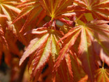 Bild von Japanischer Ahorn 'Orange Dream' im Onlineshop von Bohlken Pflanzenversand GbR