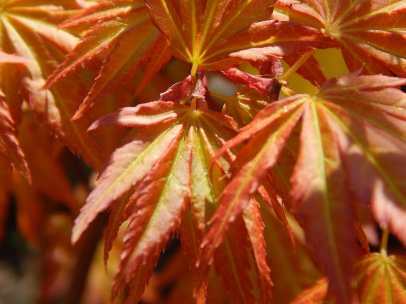 Bild von Japanischer Ahorn 'Orange Dream' im Onlineshop von Bohlken Pflanzenversand GbR