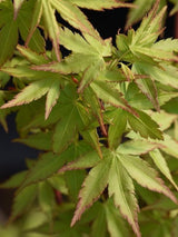 Bild von Japanischer Ahorn 'Summergold' im Onlineshop von Bohlken Pflanzenversand GbR
