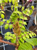 Bild von Japanischer Angelikabaum, Teufelskrückstock im Onlineshop von Bohlken Pflanzenversand GbR