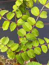 Bild von Japanischer Angelikabaum, Teufelskrückstock im Onlineshop von Bohlken Pflanzenversand GbR