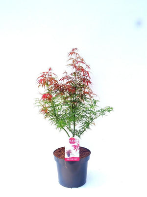 Bild von Japanischer Fächerahorn 'Jerre Schwartz' im Onlineshop von Bohlken Pflanzenversand GbR