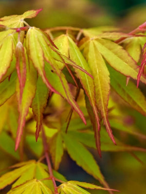 Bild von Japanischer Fächerahorn 'Katsura' im Onlineshop von Bohlken Pflanzenversand GbR