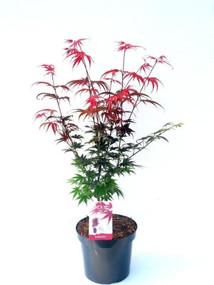 Bild von Japanischer Fächerahorn 'Pixie' im Onlineshop von Bohlken Pflanzenversand GbR