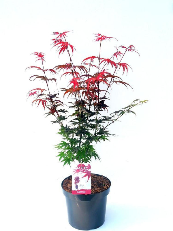 Bild von Japanischer Fächerahorn 'Pixie' im Onlineshop von Bohlken Pflanzenversand GbR