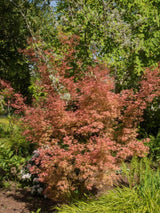 Bild von Japanischer Fächerahorn 'Wilson's Pink Dwarf' im Onlineshop von Bohlken Pflanzenversand GbR