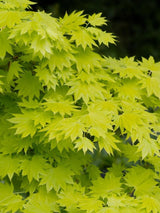 Bild von Japanischer Goldahorn 'Aureum' im Onlineshop von Bohlken Pflanzenversand GbR